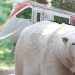 The UK’s £12 train journey where you can see polar bears from your seat