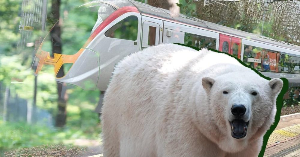 The UK’s £12 train journey where you can see polar bears from your seat