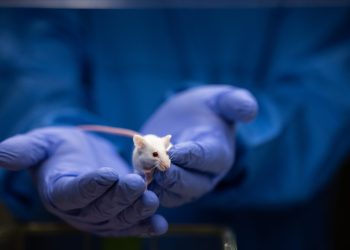 Caroline Dinenage: ‘The future of science is animal-free – Britain must not be left behind’