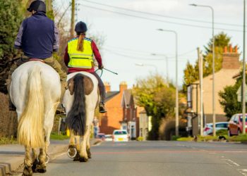How to Drive Past Horses Safely on the Road