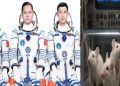 China's Shenzhou-21 spacecraft reaches space carrying 4 mice and 3 astronauts
