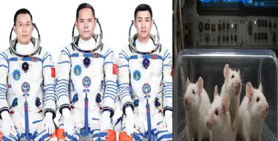 China's Shenzhou-21 spacecraft reaches space carrying 4 mice and 3 astronauts